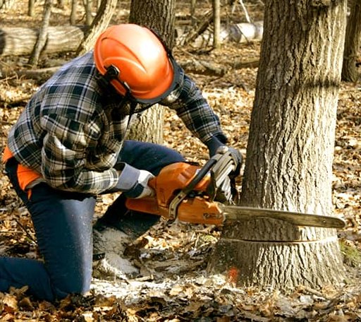 Tree Removal in Lucinda, PA